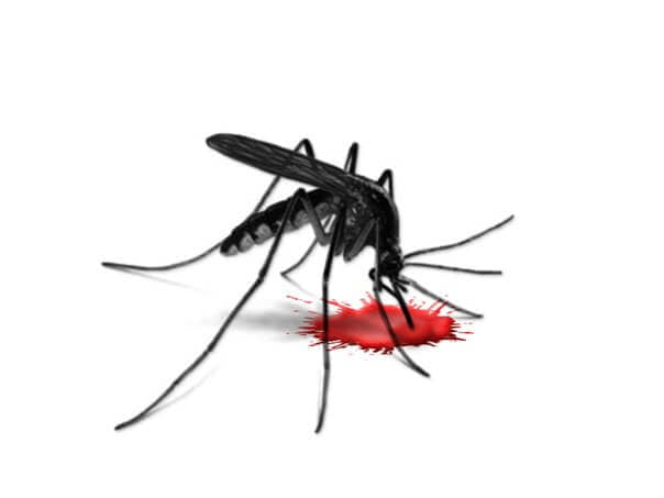 Спасаемся от комариных укусов
