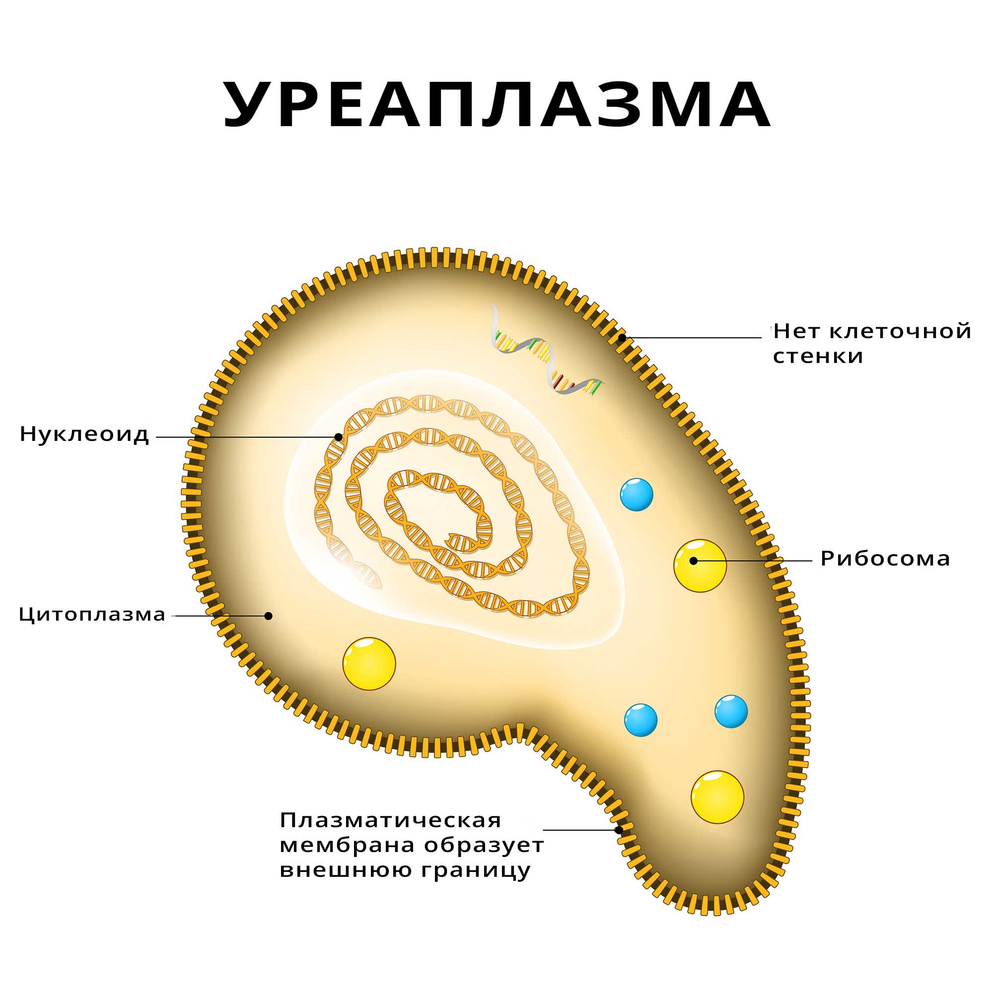 Уреаплазмоз