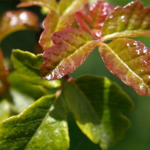 Ожоги от ядовитых растений - типы ожогов, первая помощь, методы лечения